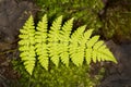 Frond of intermediate wood fern at Mud Pond, New Hampshire.