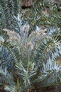 Fronds of encephalartos horridus or eastern cape blue cycad