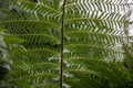 Fronds of the narrow tassel fern Royalty Free Stock Photo