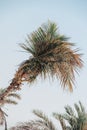 Fronds of a palm tree