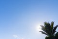 Fronds of a palm tree on a light blue sky background Royalty Free Stock Photo