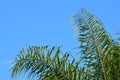 Fronds of a queen palm tree