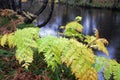 Fronds of the royal fern Osmunda regalis with fall colors