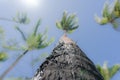 Fronds and sky above in palm tree abstract with selective focus