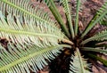 The pinnately compound leaves of Cycas siamensis plant with water droplet