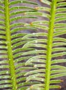 The pinnately compound leaves of Cycas siamensis plant with wate