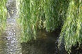 Fronds Of A Weeping Willow Gracefully Trail Over Rippling Water Royalty Free Stock Photo
