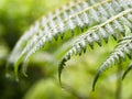 Fronds of Wet ferns