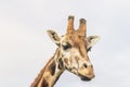 Fronf view of the leaning head of Rothschild Giraffe