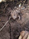 The front of an American Toad Royalty Free Stock Photo