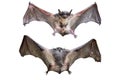 Front and back of Baby flying bat