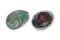 Front and back of a fresh raw abalone Royalty Free Stock Photo