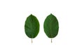 The front and the back of the Mitragyna speciosa  Kratom leaves, Kratom leaves are used as extractions, study, and research Royalty Free Stock Photo