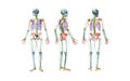 Front, back and profile views of full human male skeleton with body 3D rendering illustration isolated on white. Anatomy or Royalty Free Stock Photo