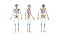 Front, back and profile views of full human male skeleton 3D rendering illustration isolated on white. Anatomy or medical diagram Royalty Free Stock Photo