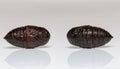 Front and back pupa of Eupterotidae moth Royalty Free Stock Photo