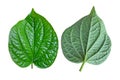 Front and back side of wild petal leaves Royalty Free Stock Photo