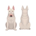 Front and back view of sitting bull terrier. Dog with egg-shaped head and short white coat. Flat vector design