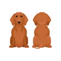 Front and back view of sitting dachshund dog. Small puppy with brown coat and shiny eyes. Flat vector design