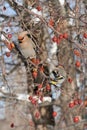 Front and Back Views of Bohemian Waxwings