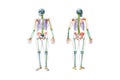 Front and back views of full human male skeleton with body 3D rendering illustration isolated on white with copy space. Anatomy or Royalty Free Stock Photo