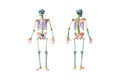 Front and back views of full human male skeleton 3D rendering illustration isolated on white with copy space. Anatomy or medical Royalty Free Stock Photo
