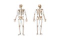 Front and back views of full human skeleton with male body 3D rendering illustration isolated on white with copy space. Anatomy, Royalty Free Stock Photo