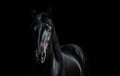 Front of beautiful black frisian stallion