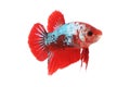 Front betta fighting fancy fish Royalty Free Stock Photo