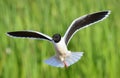 The front of Black-headed Gull (Larus ridibundus) flying Royalty Free Stock Photo