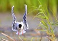 The front of Black-headed Gull (Larus ridibundus) flying Royalty Free Stock Photo