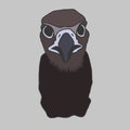 Vulture head front illustration. Sticker, logo, printing.