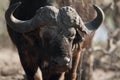 Front buffalo in Chobe riverfront Royalty Free Stock Photo