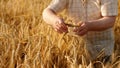 In front of the camera closeup old farmer man very careful analysing the results of harvest from this year Royalty Free Stock Photo