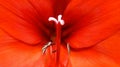 Front close up Amaryllis red flower