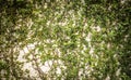 Front and close up shot of green ivy with leaves, branches and roots on the white and cream grunge wall shows the beauty of nature Royalty Free Stock Photo