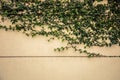 Front and close up shot of green ivy with leaves, branches and roots on the white and cream grunge wall shows the beauty of nature Royalty Free Stock Photo