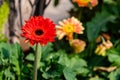 Front close up shot of a red and orange colored Dahlia flower with other flowers blurred in the background Royalty Free Stock Photo