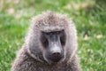 Front close-up view of a baboon with differently colored eyes in the Maasai Mara national park (Kenya)