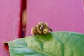 Front close view of a bee perched on a red table