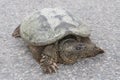 Front closeup of common snapping turtle sunbathing on concrete road