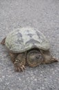 Front closeup of common snapping turtle sunbathing on concrete road