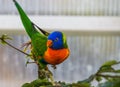 Front closeup of a rainbow lorikeet in a tree, colorful tropical bird specie from australia Royalty Free Stock Photo