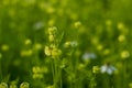 Front closeup shoot of off white-tinged nigella sativa flowers