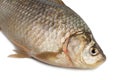 Front of the Crucian carp