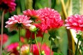 FRONT DAHLIA FLOWERS Royalty Free Stock Photo