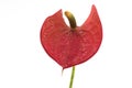 Front Detail on Blossom Red Flamingo Lily (Anthurium andreanum) Royalty Free Stock Photo