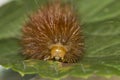 Front detail of an orange caterpillar Royalty Free Stock Photo