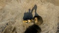 A front end loader machine tipping sand in a Royalty Free Stock Photo