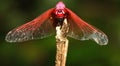 Front Face of Common Parasol (Neurothemis Fluctuans) on The Plant